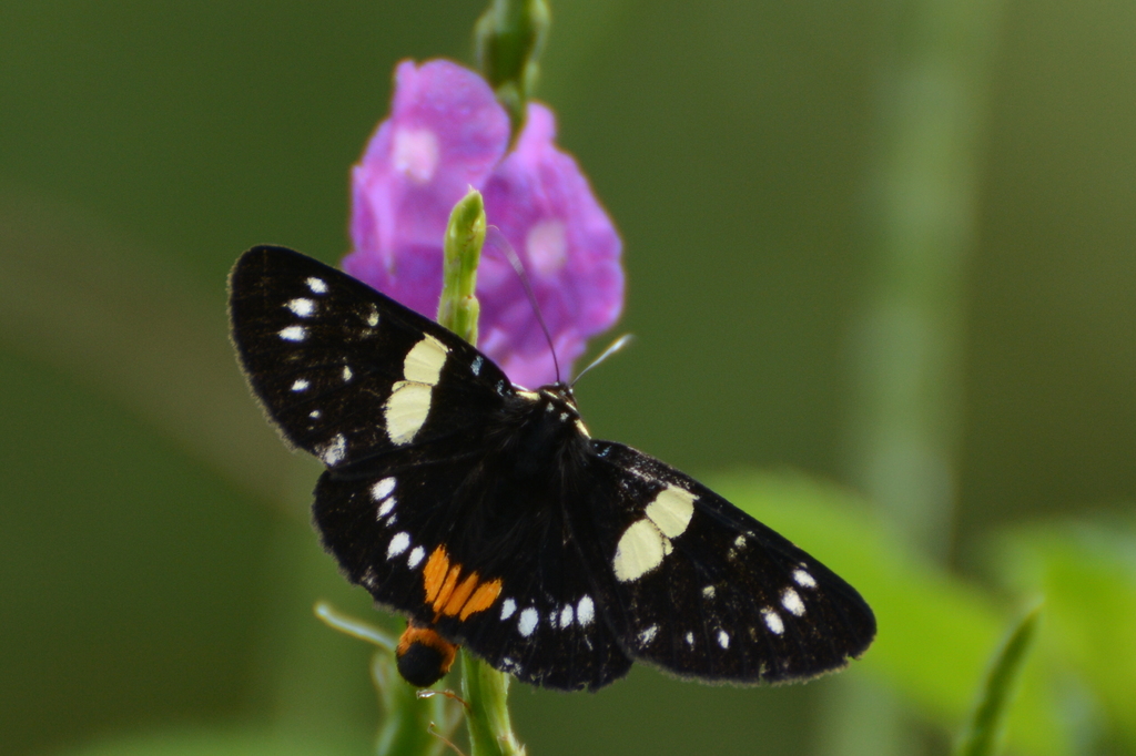 Blue-spotted Forester Moth