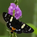 Blue-spotted Forester Moth - Photo (c) Rohit Girotra, some rights reserved (CC BY-NC), uploaded by Rohit Girotra