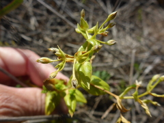 Stellaria littoralis