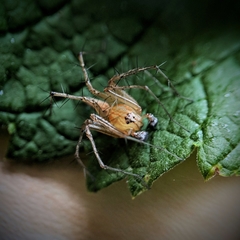 Oxyopes
