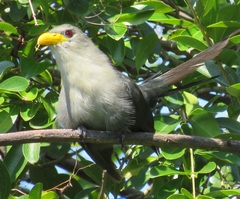 Ceuthmochares australis