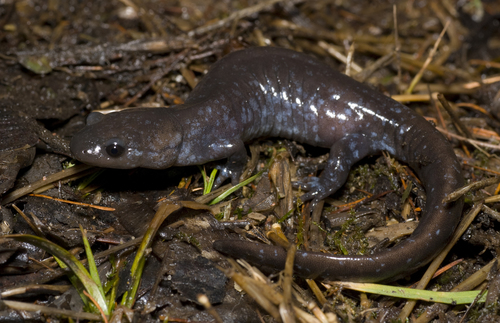 Unisexual Mole Salamander