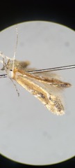 Cameraria quercivorella