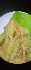 Cameraria quercivorella