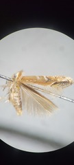 Cameraria quercivorella