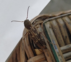 Xylotrechus sagittatus