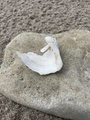 Zirfaea crispata