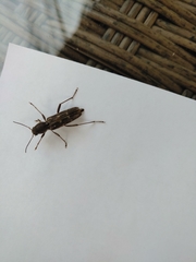 Xylotrechus sagittatus