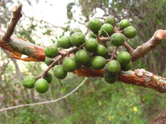 Bursera grandifolia
