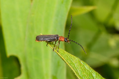 Silis ruficollis