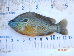 Lepomis gibbosus × cyanellus