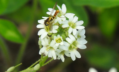 Sphaerophoria philanthus