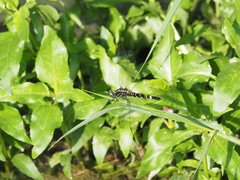 Onychothemis tonkinensis
