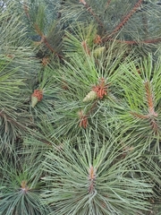 Pinus