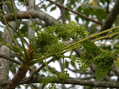 Ailanthus excelsa