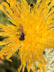 Halictus confusus
