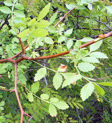 Bursera linanoe