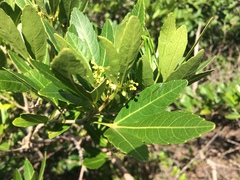 Allophylus natalensis