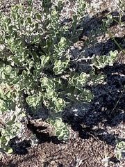 Chrysopsis floridana