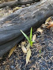 Iris foetidissima