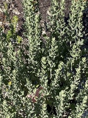 Chrysopsis floridana