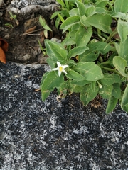 Solanum chenopodioides