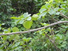 Heptapleurum venulosum