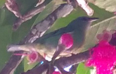 Dacnis cayana