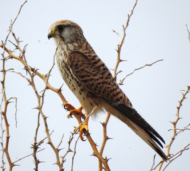 Common Kestrel