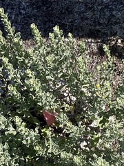 Chrysopsis floridana