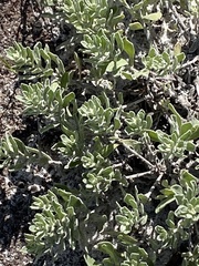 Chrysopsis floridana