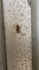 Melanoplus punctulatus