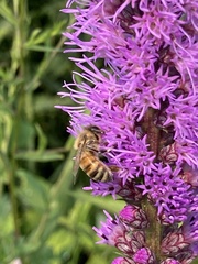 Apis mellifera