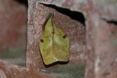 Radhica elisabethae