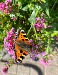 Aglais urticae
