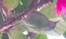 Dacnis cayana