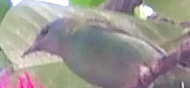 Dacnis cayana