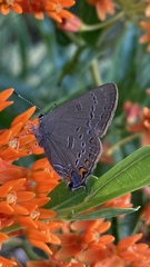 Satyrium edwardsii