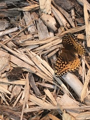 Speyeria cybele pseudocarpenteri