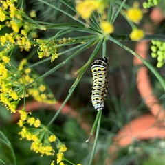 Papilio polyxenes