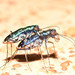 Mexican Red-bellied Tiger Beetle - Photo (c) Buddy, some rights reserved (CC BY-NC), uploaded by Buddy