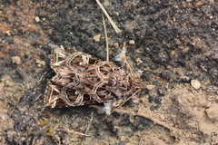 Callopistria rivularis