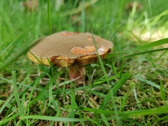 Boletaceae