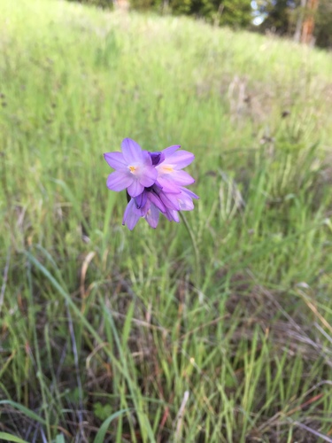 iNaturalist observation photo of blue dicks