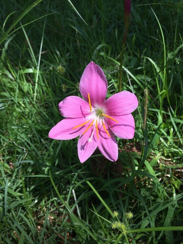 Zephyranthes image
