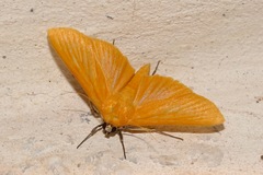 Phostria citrinalis