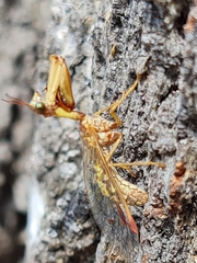 Mantispa styriaca
