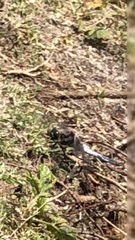 Orthetrum cancellatum