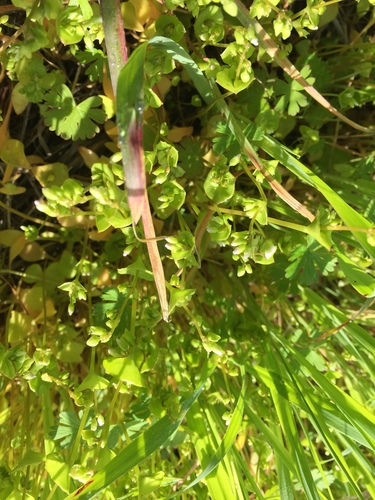 iNaturalist observation photo of miner's lettuce