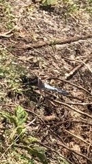 Orthetrum cancellatum